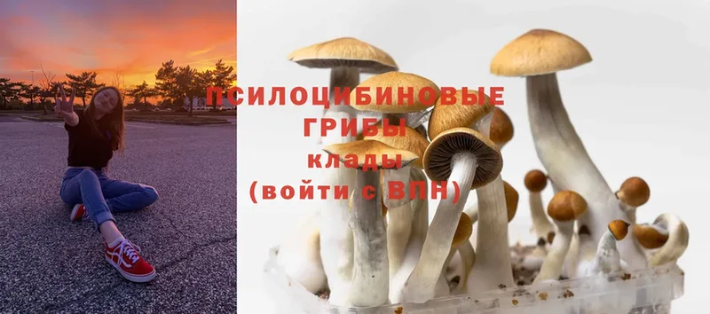 Псилоцибиновые грибы MAGIC MUSHROOMS  продажа наркотиков  Горбатов 